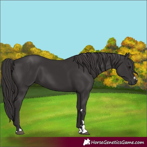 Horse Color:Smoky Black 