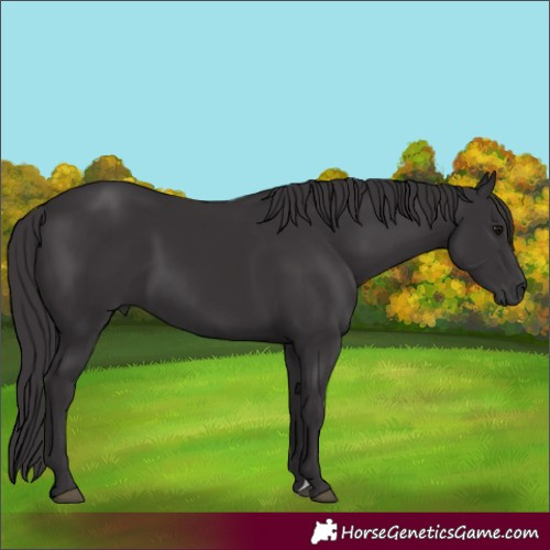 Horse Color:Smoky Black