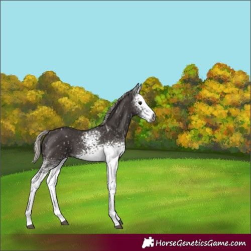 Horse Color:Gray White Spotted Silver Black Tobiano Appaloosa 