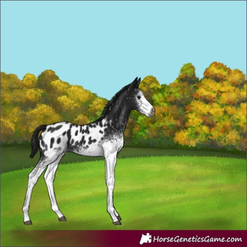 Horse Color:Gray White Spotted Black Tobiano Appaloosa 