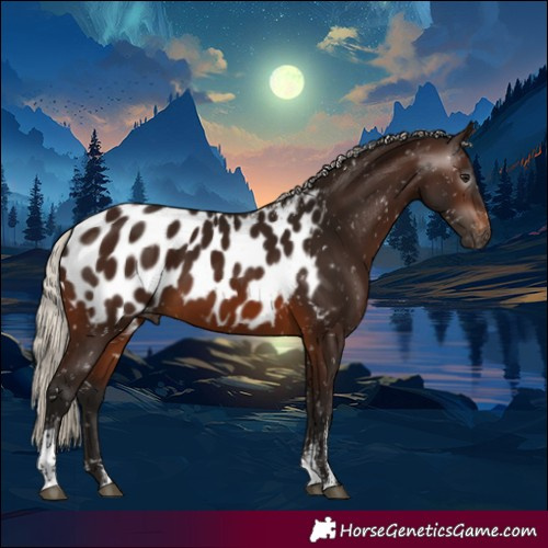 Horse Color:Powder White Gray Silver Brown Tobiano Near Leopard 