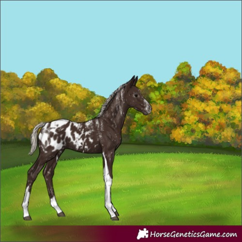 Horse Color:Powder White Gray Silver Black Tobiano Appaloosa 