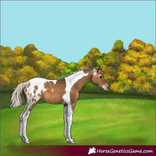 Horse Color:Gray Silver Bay Dun Sabino Tobiano Appaloosa 