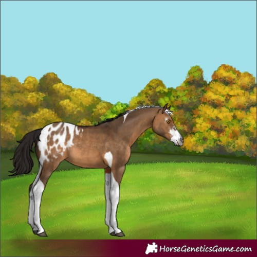 Horse Color:Gray Bay Dun Sabino Tobiano Appaloosa Rabicano 