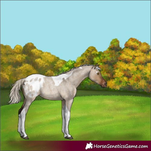 Horse Color:Gray Silver Brown Roan Dun Tobiano Blanket 
