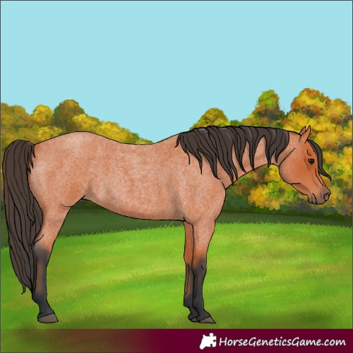 Horse Color:Bay Roan 