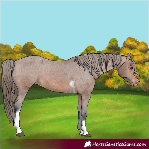 Horse Color:Bay Tobiano Appaloosa 