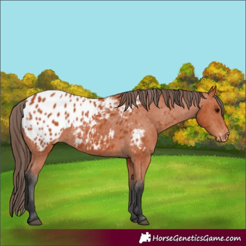 Horse Color:Bay Appaloosa 