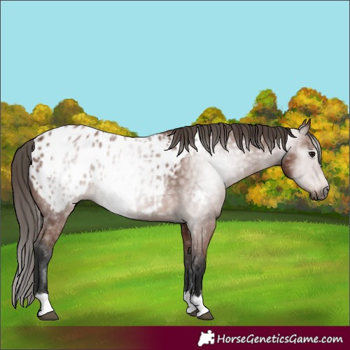 Horse Color:Gray Bay Appaloosa 
