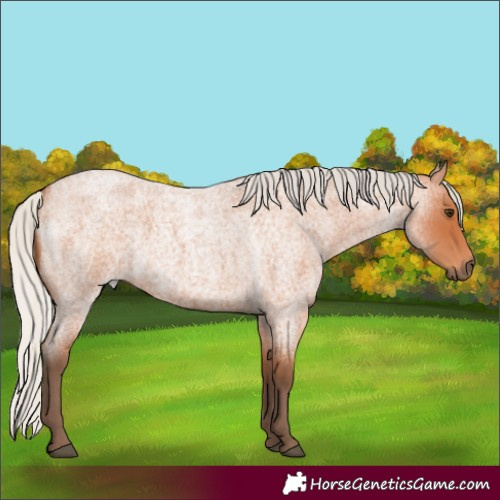 Horse Color:Silver Bay Roan 