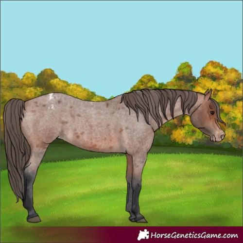 Horse Color:Bay Roan Appaloosa