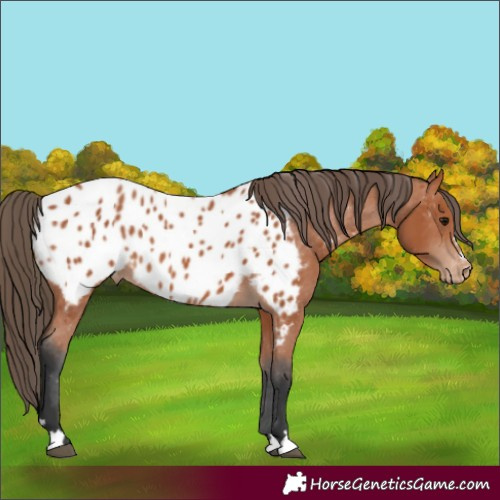 Horse Color:Bay Appaloosa