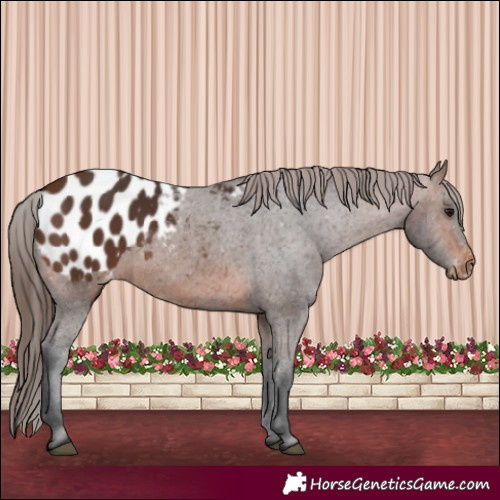 Horse Color:Brown Appaloosa 