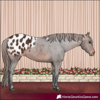 Horse Color:Brown Blanket 