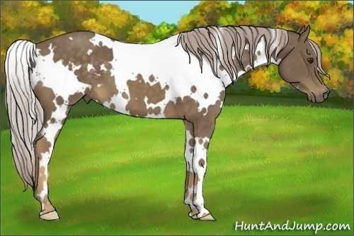 Horse Color:White Spotted Chocolate Palomino