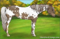 Horse Color:White Spotted Chocolate Palomino