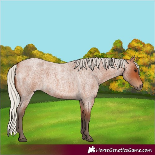 Horse Color:Silver Bay Roan 