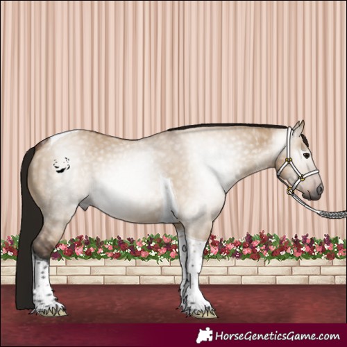 Horse Color:Gray Bay Dun Tobiano 