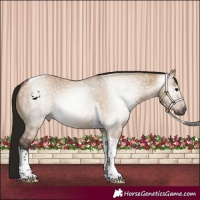 Horse Color:Gray Bay Dun Tobiano 
