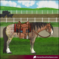 Horse Color:Bay Sabino 