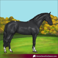 Horse Color:Black Tobiano