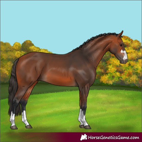 Horse Color:Bay 