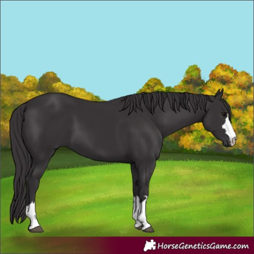 Horse Color:Smoky Black 