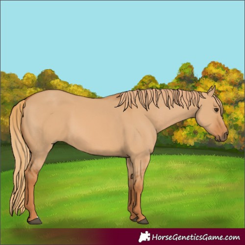 Horse Color:Red Dun 
