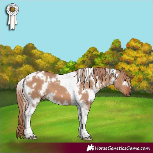 Horse Color:White Spotted Red Dun Tobiano 