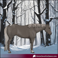 Horse Color:Silver Black Tobiano 