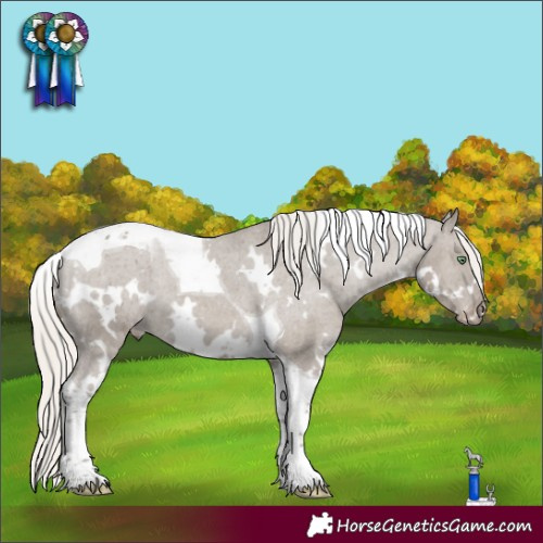 Horse Color:White Spotted Silver Smoky Grullo Tobiano Appaloosa 