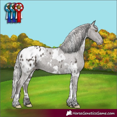 Horse Color:White Spotted Silver Black Appaloosa 