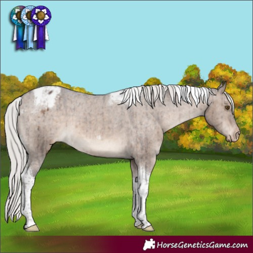 Horse Color:Silver Brown Dun Tobiano Appaloosa Brindle 