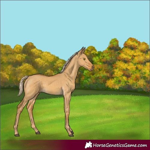 Horse Color:Palomino Dun 
