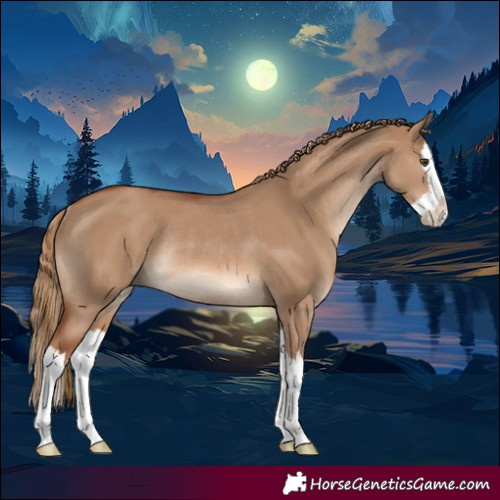 Horse Color:Red Dun Splash Rabicano 