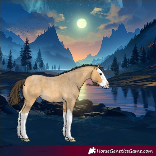 Horse Color:Buckskin Roan Splash 