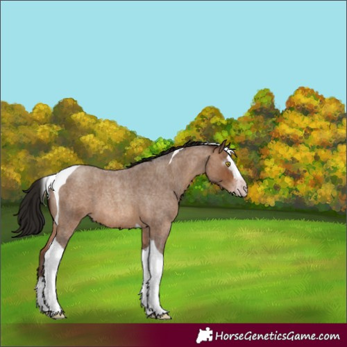 Horse Color:Gray Amber Champagne Roan Splash Tobiano 