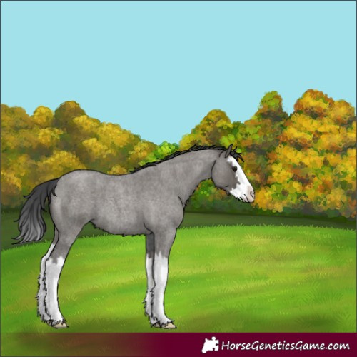 Horse Color:Grullo Roan Splash 