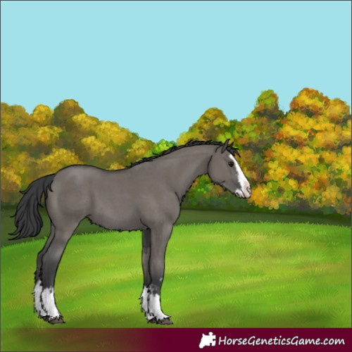 Horse Color:Grullo Sabino Splash 