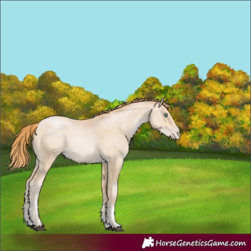 Horse Color:Smoky Black Pearl Sabino 