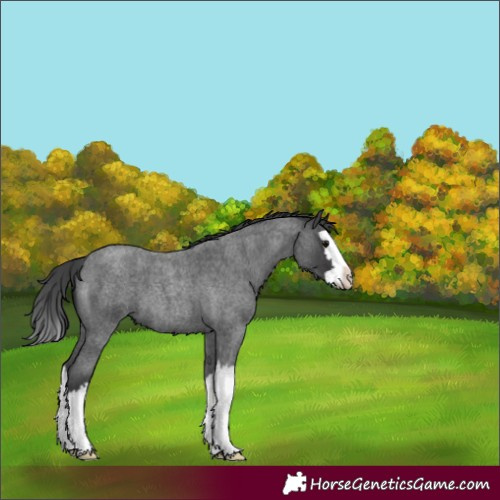 Horse Color:Blue Roan Splash 