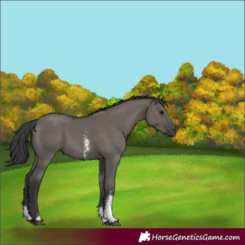 Horse Color:Grullo Sabino 