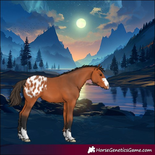 Horse Color:Bay Appaloosa 