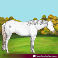 Horse Color:Plaid  Liver Red Dun Sabino Splash 
