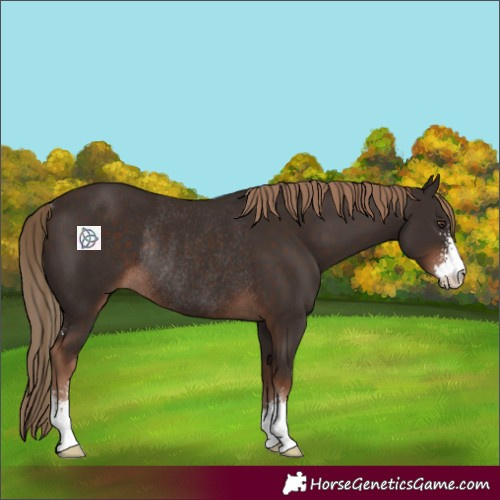 Horse Color:Liver Chestnut Sabino Rabicano 