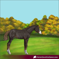 Horse Color:Liver Chestnut Sabino Rabicano 