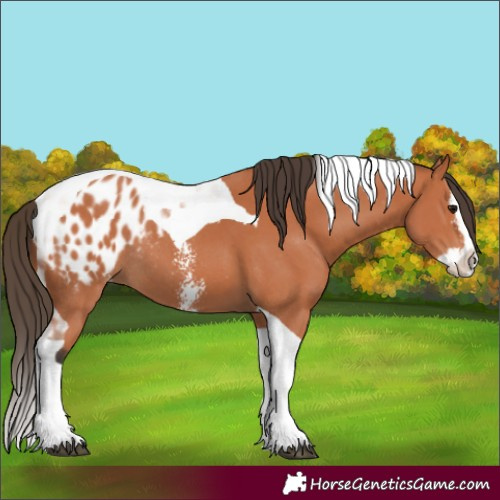 Horse Color:Bay Sabino Splash Tobiano Appaloosa Rabicano 