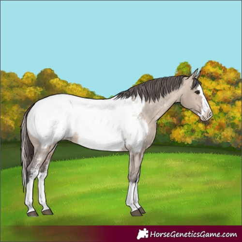 Horse Color:Brown Dun Sabino Splash Appaloosa 