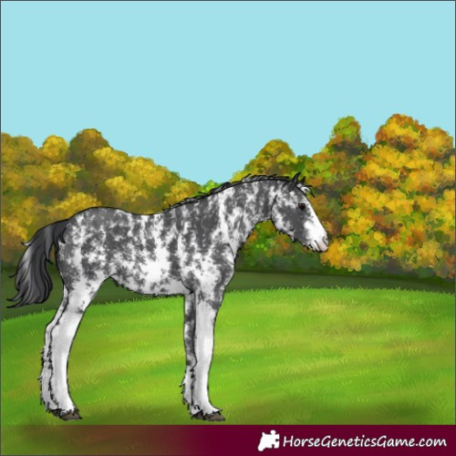 Horse Color:Black Sabino 