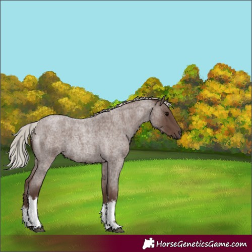 Horse Color:White Spotted Silver Blue Roan 